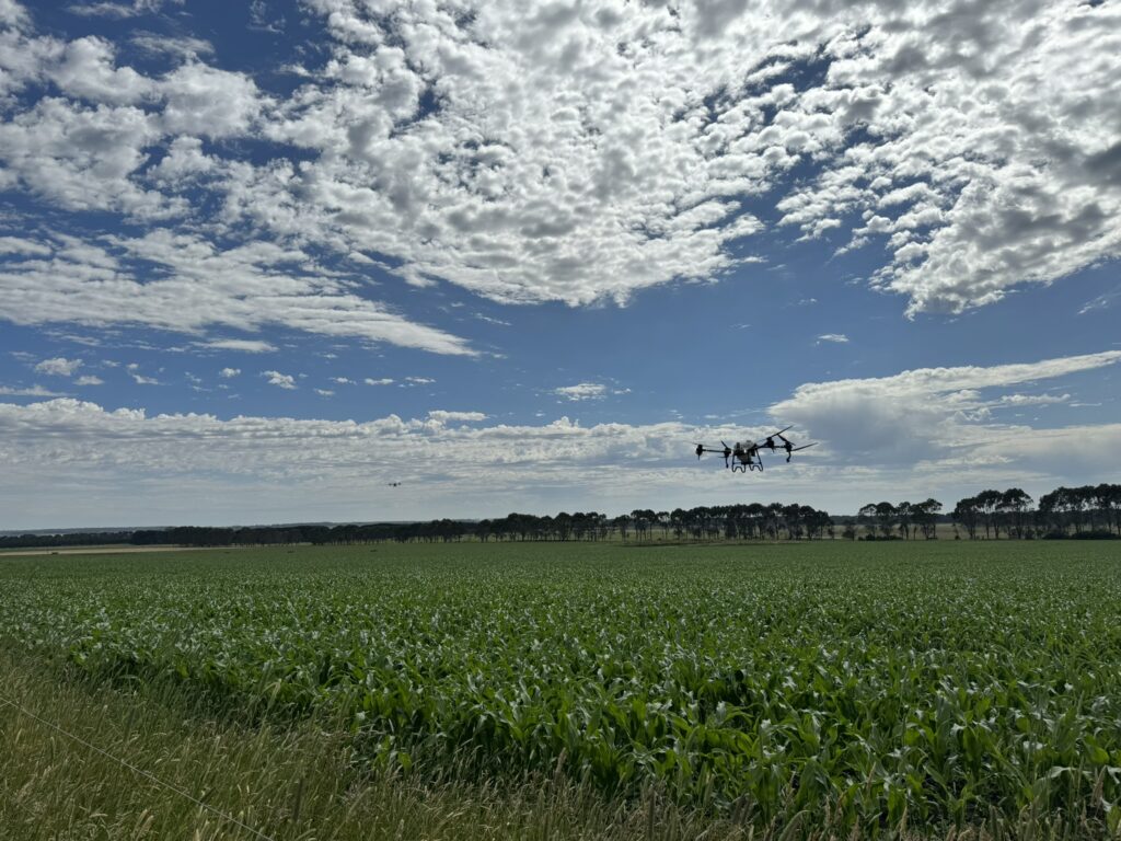 Drone spraying in maize