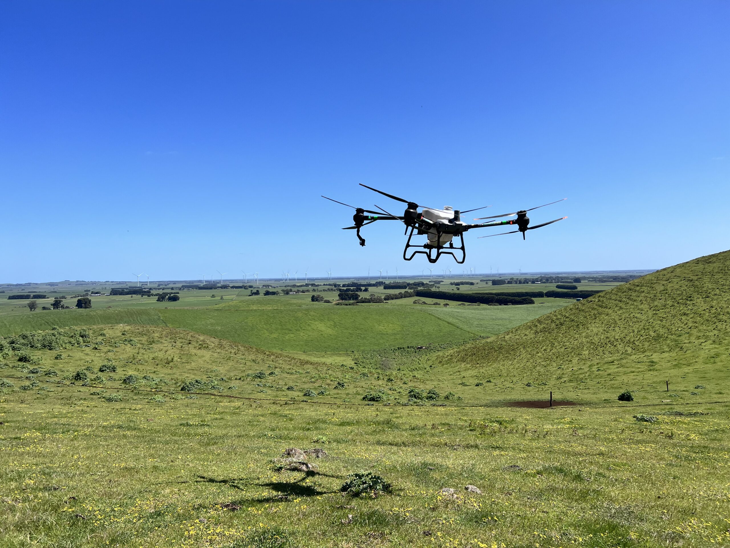 Blackberry spraying,Blackberry spraying with drones,Drone blackberry spraying,reduced chemical usage with drones,spraying difficult terrains,Blackberry spraying VIC,Blackberry spraying victoria,Blackberry spraying Cobden,Blackberry spraying simpson
