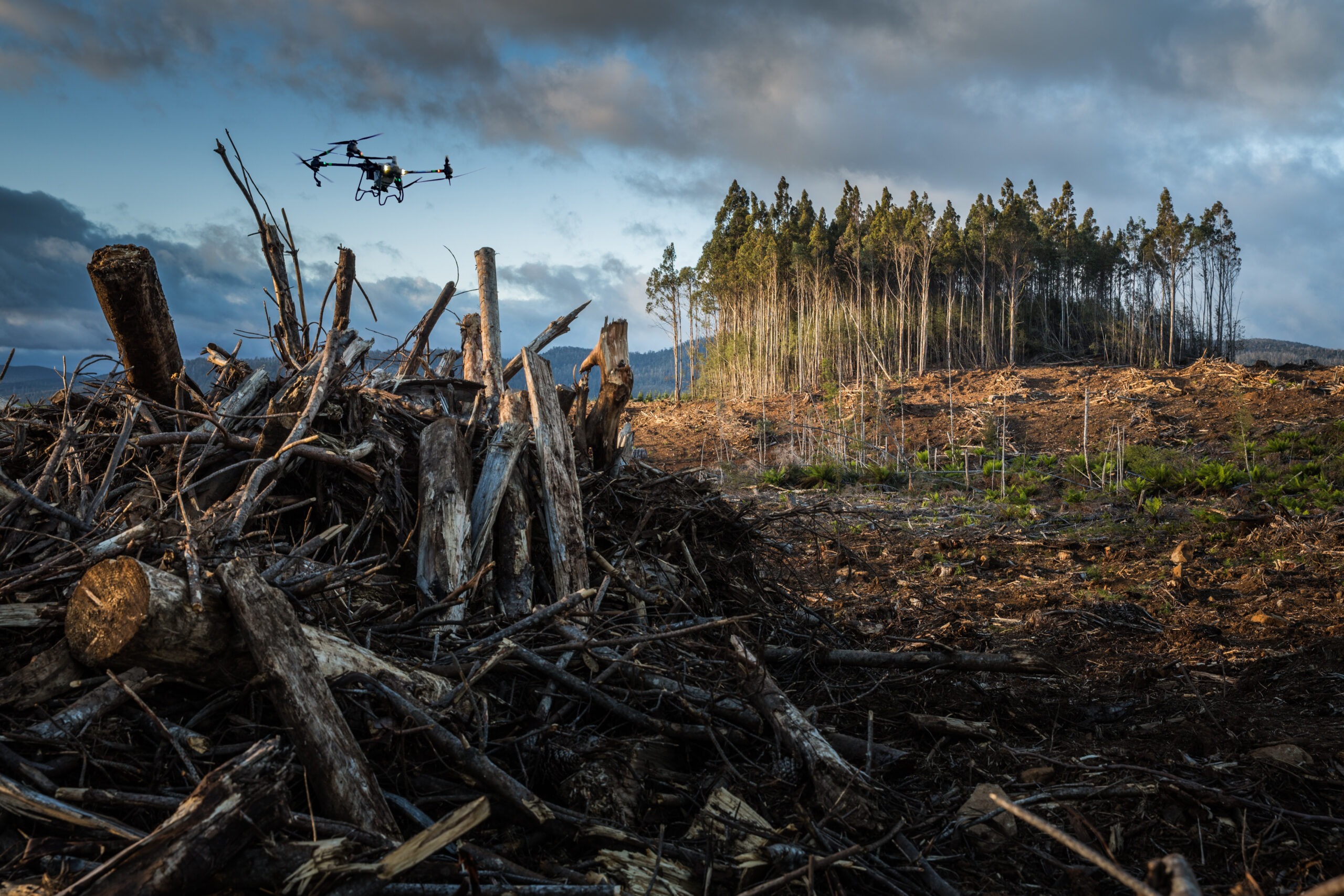 Drone spraying services for forestry