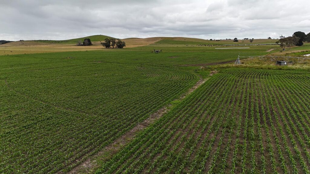 Spraying maize with drones in Victoria