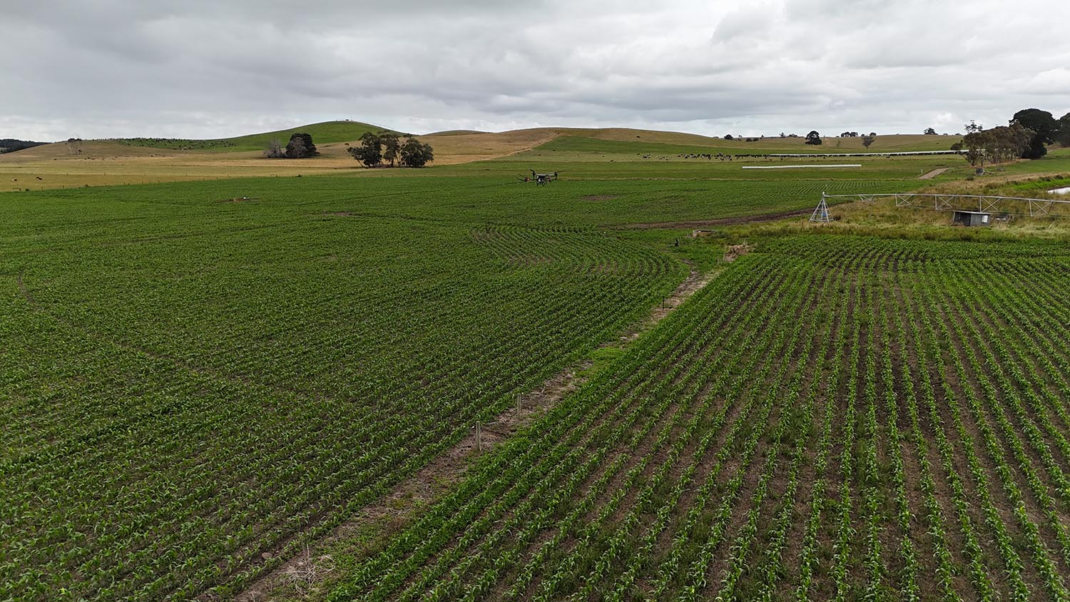 Spraying maize with drones in Victoria
