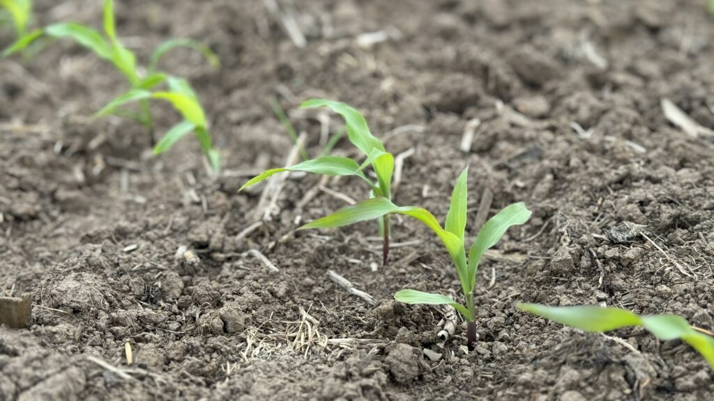 Weed management with drones