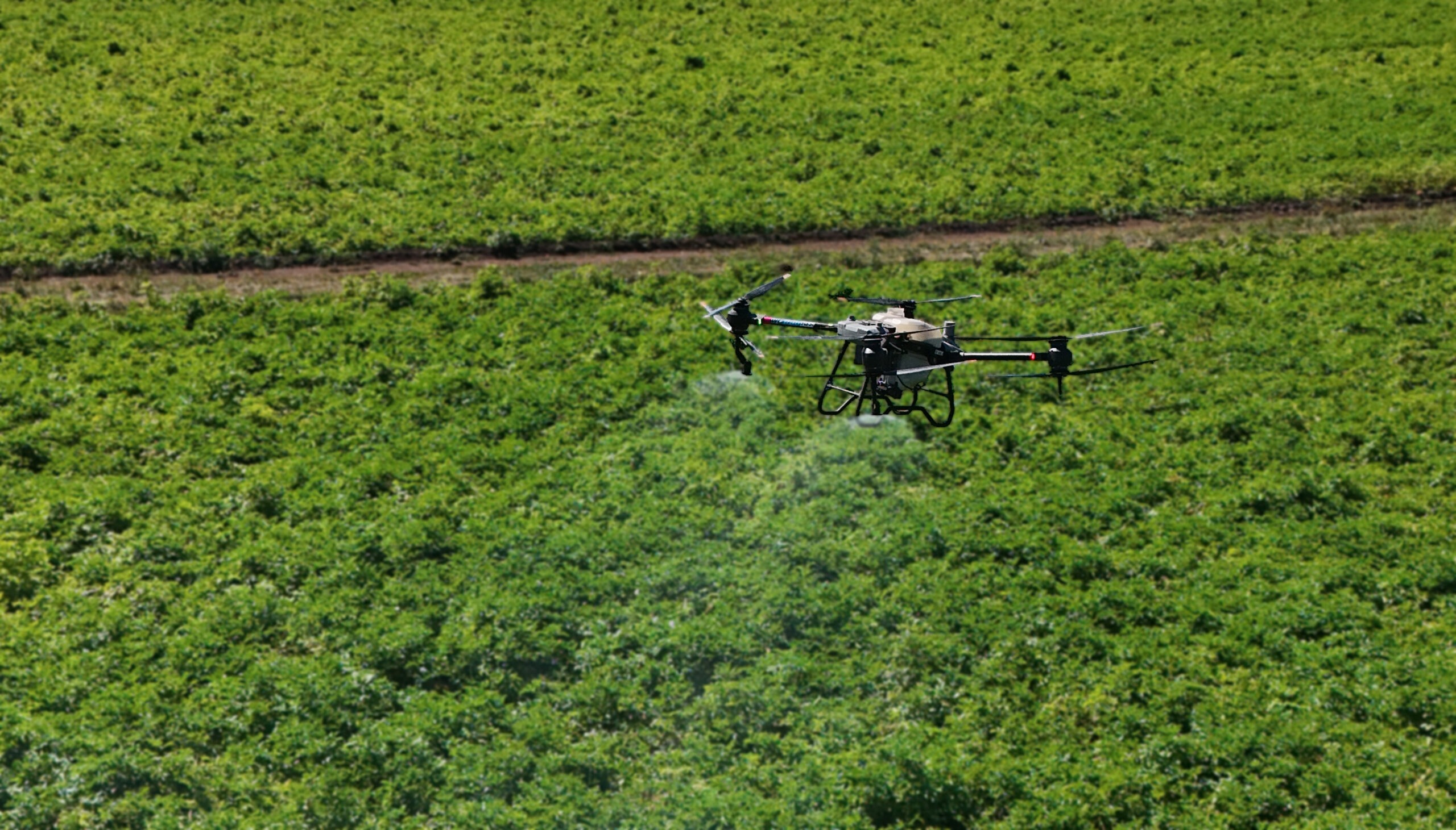 drone spraying in potatoes