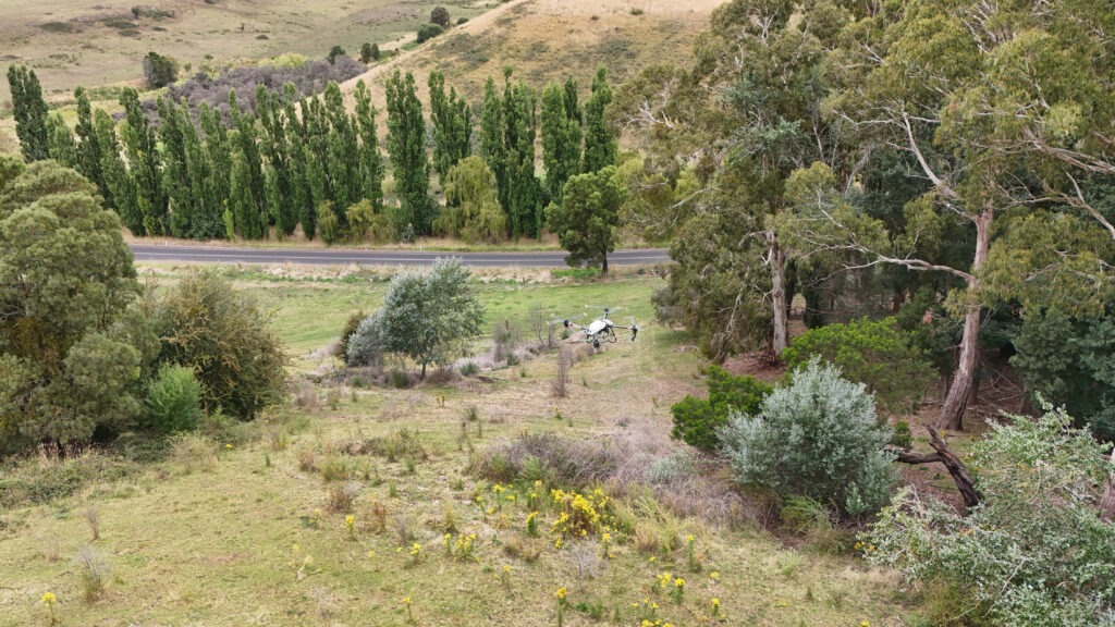 Noxious weed management ragwort spraying with drone