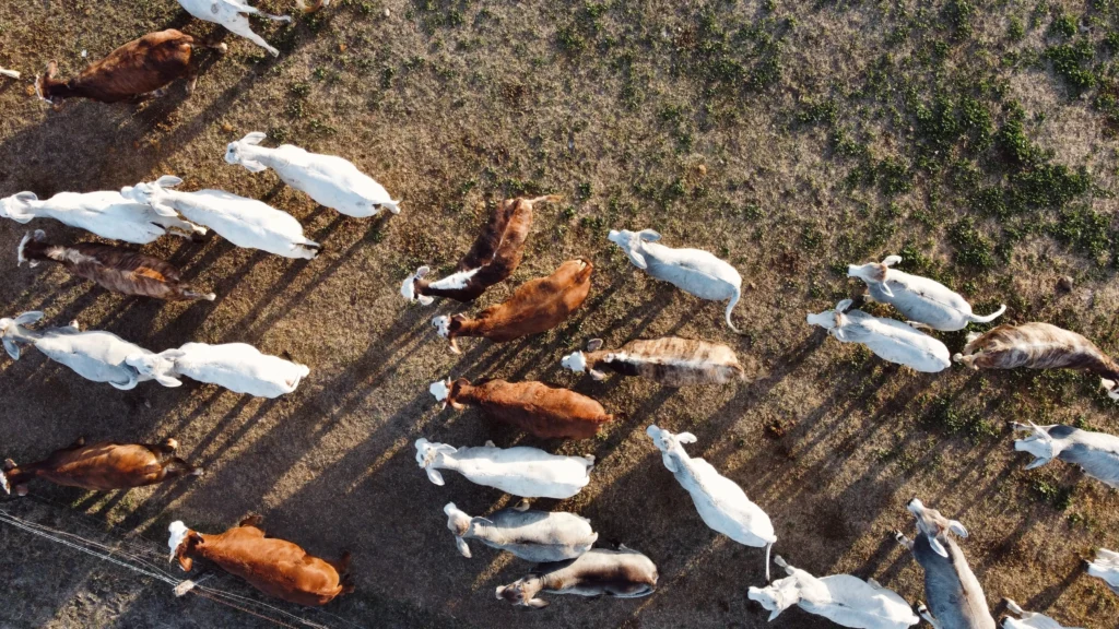 Livestock management with drones